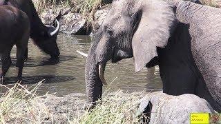 Watch "Ugly" Elephant Cow With Crooked Tusk