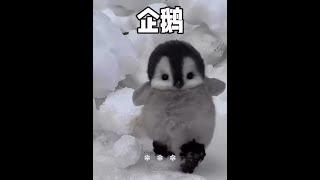 企鵝居然這麼可愛，把人類當成自己同伴！ #企鵝 #動物解說