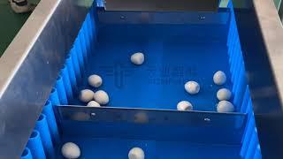 Twelve-head belt scale weighing system for quail egg weighing