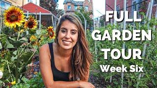 FULL Garden Tour | WEEK 6 // NYC Urban Garden Zone 7b