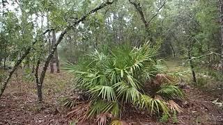 FLORIDA LAND FOR SALE - 5 ACRES