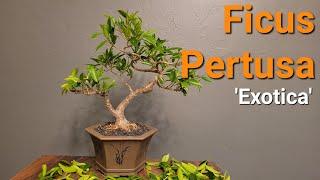 speed prune Ficus Bonsai tree for ramifications