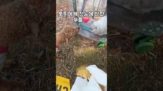 토끼를 암컷으로 착각하고 플러팅하는 푸들의 결말ㅠㅠ(비극주의)
