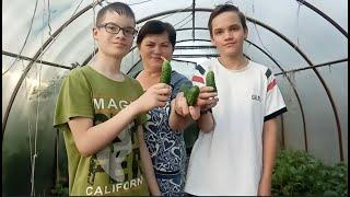 Уррраааа!!! У нас каникулы! Первый урожай огурцов ./Мама Гуля /