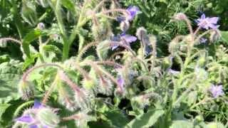 Медицинские травы. Бораго. Огуречная трава - Borago officinalis