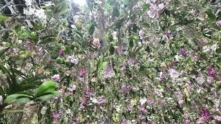 Orchids, Teamlab planet, Tokyo