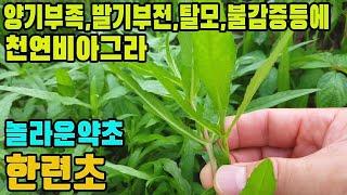 한련초(묵한련,연자초)―뼈와근육,내장이튼튼해지고,탈모와흰머리,양기부족,발기부전,부인병,불감증,자궁암등각종암에 효능 있는 나물 약초