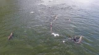 Lunch Time for the sea lions on the Skeena River 4K