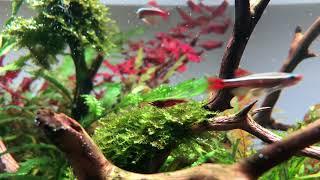 Top 3 Aquascapes at Aquarium Gardens