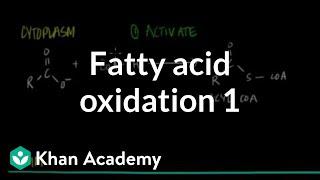 Fatty Acid Oxidation - Part I