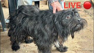  LIVE Grooming Neglected Dog