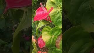 Red colour Anthurium️plenty of flowers from single plant#anthurium #flowers #garden #gardening