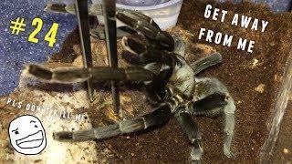 Tarantula Feeding Video #24 [Part 1] ~ THREAT POSTURES 101 !!!