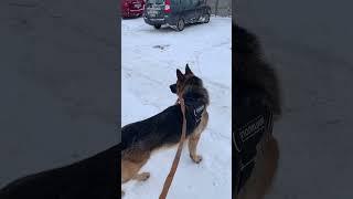 Мои молитвы каждый раз при виде бесповодочной собаки  #немецкаяовчарка #germanshepherd #собака