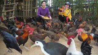 Selling ​​Wild Chickens to Village Customers. Fattening the Chickens with Organic Food Before Sold