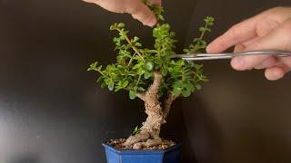 “Crabapple” Bonsai Tree Pruning and Choosing Good Bonsai Material (Portulacaria Afra)