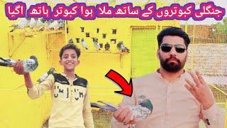 Finally hath a hi gya ye kabootar 4 din bad || shani pigeon club jallo