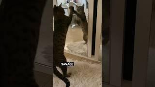Кот-демон - это очень весело! Скучать не приходится #кот #кошки