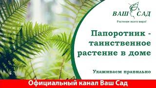 Папоротник и его тайны. Простой в уходе, но не без нюансов. Ваш сад