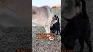 When recon cat arrives to clear the pasture with the livestock guardian dogs it’s serious