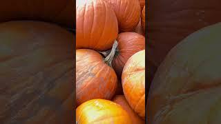 #pumpkinseason  #enjoy #autumn