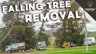 Tasmanian Tree Care - Leaning tree removal and pruning branches