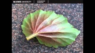 Horticulture Online Non-Credit Plant Identification Courses