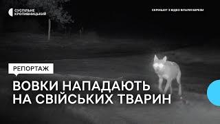 У селі на Кіровоградщині вовки нападають на собак та свійських тварин