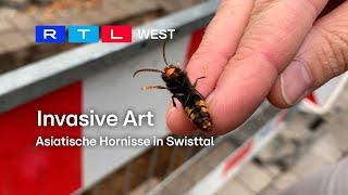 Asiatische Hornisse in Swisttal I 24.10.2024