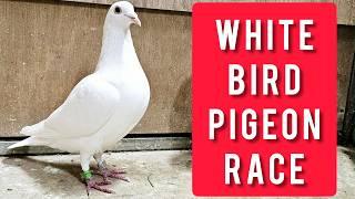 White Pigeon Race Arrivals