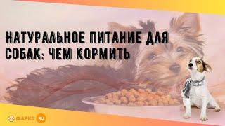 Натуральное питание для собак: чем кормить