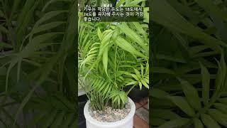 How to grow an air purifying plant