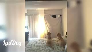 Dogs baffled by magic trick "What the fluff challenge".  | LadDog