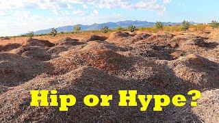 5 Reasons You NEED Woodchips | Regenerating Desert Land