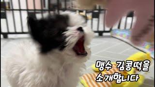 맹수 김콩떡을 소개합니다 !