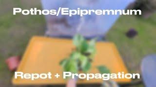 Pothos Repot And Propagation | Plants With Jules🪴