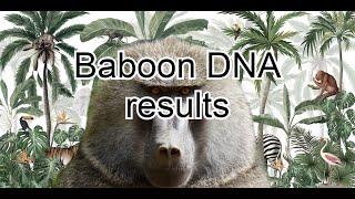 DNA + GEDmatch of a Baboon -Closest humans, traits