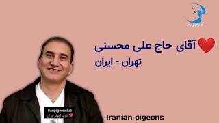 ️16تیر 1402 تهران روز مسابقه گرو 501 کبوتر آقای حاج علی محسنی (علی شرمن) از تهران _فتح