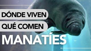 Dónde VIVEN los MANATÍES y QUÉ COMEN  ¡Fascinante!