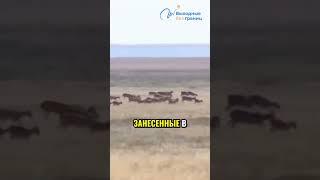 Иловая грязь и ее целебные свойства