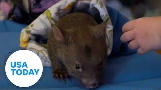 Wombat being taken from mom by Sam Jones gets reaction in Australia | USA TODAY