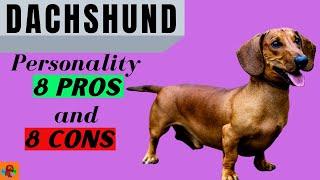 DACHSHUND PROS & CONS  (Including a Major Health Problem) - Must Watch Before Getting One!