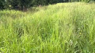 Cave in Rock Switchgrass ~ How I planted it and results!