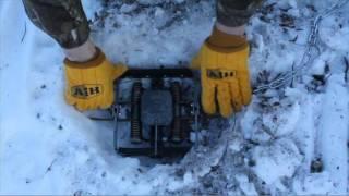 Live Hunt: How to Trap Wolves in Alaska
