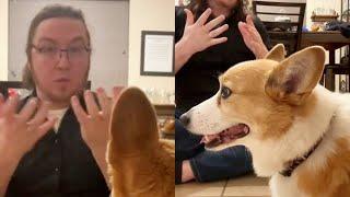 Meet the clever corgi that can understand and imitate sign language | SWNS