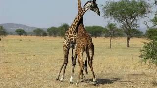 Giraffes Fighting For The Female-West Serengeti Safari