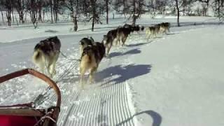 Hundspann i Klimpfjäll