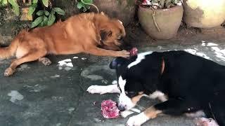 Dogs like eat raw bone episode 299| By Dog Food TV