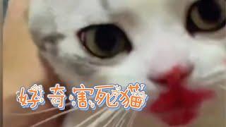 猫咪的好奇心：打开另一个世界的钥匙猫