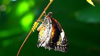 BUTTERFLY LAYING EGGS - LEOPARD LACEWING BUTTERFLY